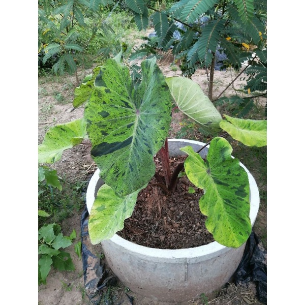 colocasia mojitoบอนโมจิโต้