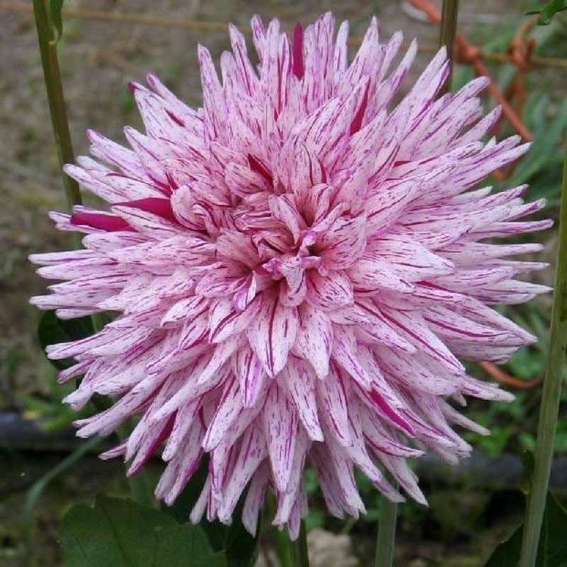 1 เหง้า ดอกรักเร่ ดอกดาห์เลีย Dahlia Dahlia Hytrio ดอกใหญ่
