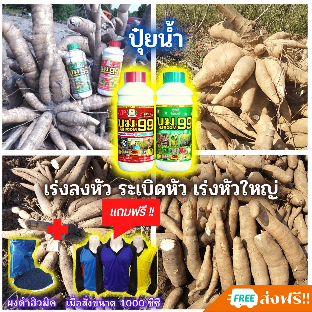 ส่งฟรีไม่ใช้โค๊ด ปุ๋ยน้ำ บูม99 ระเบิดหัวมันสำปะหลัง เร่งหัว เร่งแป้ง ปุ๋ยมันสำปะหลัง