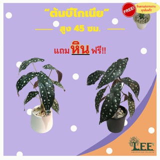 (ต้นไม้คลาสสิค มาใหม่ !! ) ต้นบีโกเนีย ลายจุด สูง 45 ซม. ต้นไม้ปลอมตกแต่งบ้าน Leeartplants (๘)