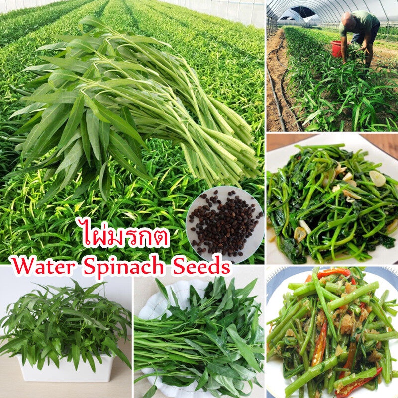 50 เมล็ด ไผ่มรกต Water Spinach Seeds Vegetable Seeds เมล็ดพันธุ์ผักผักโขมน้ำ ไผ่มรกต เมล็ดพันธุ์ผัก ผักสวนครัว ไม้ประดับ