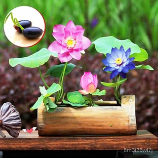 อินทรีย์ ต้น ดอก/บัวคละสี เมล็ดบัวจิ๋ว ของแท้ 100% Lotus Water Lily Seed 10PCS ดอกดกทั้งปี เมล็ดพันธ์ุบัวพันธ ZVAF