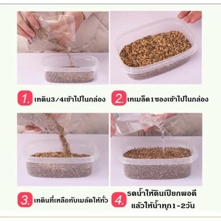 ชุดปลูกหญ้าแมวครบชุดพร้อมปลูก +ออแกนิค+ หญ้าแมวแบบกล่อง ต้นอ่อนข้าวสาลี หญ้าเเมว สัตว์เลี้ยง หญ้าแมว