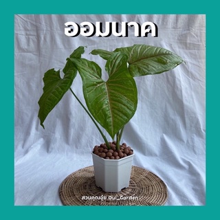 ออมนาค เงินไหลมา Syngonium พร้อมกระถางขนาด 3-6นิ้ว