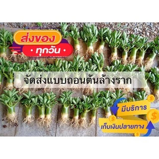 ชวนชมพันธุ์เขาหินซ้อนดอกดก ขนาดกระถาง 6 นิ้ว (แบบถอนจัดส่ง)