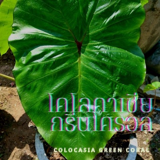 ☘️โคโลคาเซียกรีนโครอล☘️Colocasia green coral