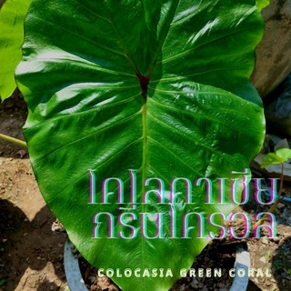 ☘️โคโลคาเซียกรีนโครอล☘️Colocasia green coral