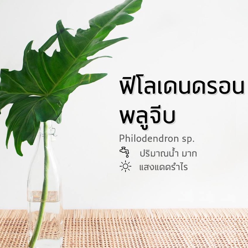 Philodendron_Golden_Dragon #ฟิโลเดนดรอน_โกเด้น_ดราก้อน #ห่อราก (สามารถนำลงปลูกได้เลย)