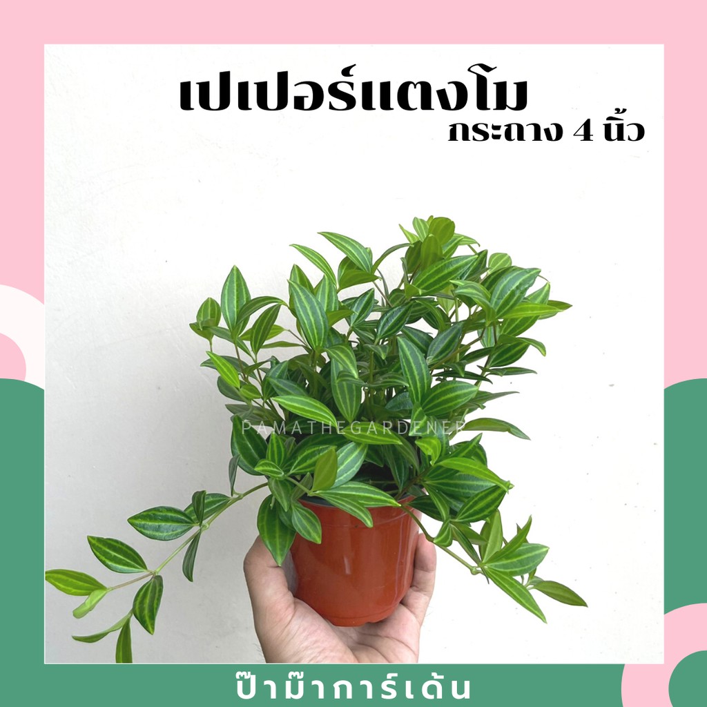 มุมมอง 2