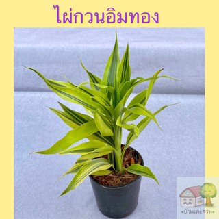 ไผ่กวนอิมทอง เงิน นำโชคใบสดสีสวย กระถางดำ 3 กระถางขาว 4 นิ้ว