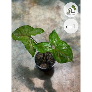 Syngonium hybrid(ออมนาค)