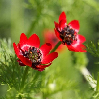 เมล็ดพันธุ์ อโดนิส Adonis aestivalis pheasants eye 50 เมล็ด เมล็ดพันธุ์นำเข้าจาก อังกฤษ