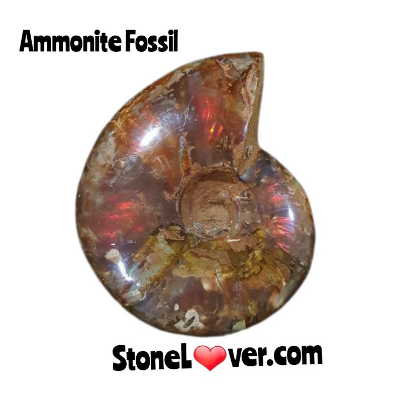 #Ammonite #Rainbow Ammonite#แอมโมไนต์เหลือบสีรุ้ง
#ฟอสซิลหอยแอมโมไนต์-เรนโบว์