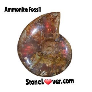 #Ammonite #Rainbow Ammonite#แอมโมไนต์เหลือบสีรุ้ง
#ฟอสซิลหอยแอมโมไนต์-เรนโบว์