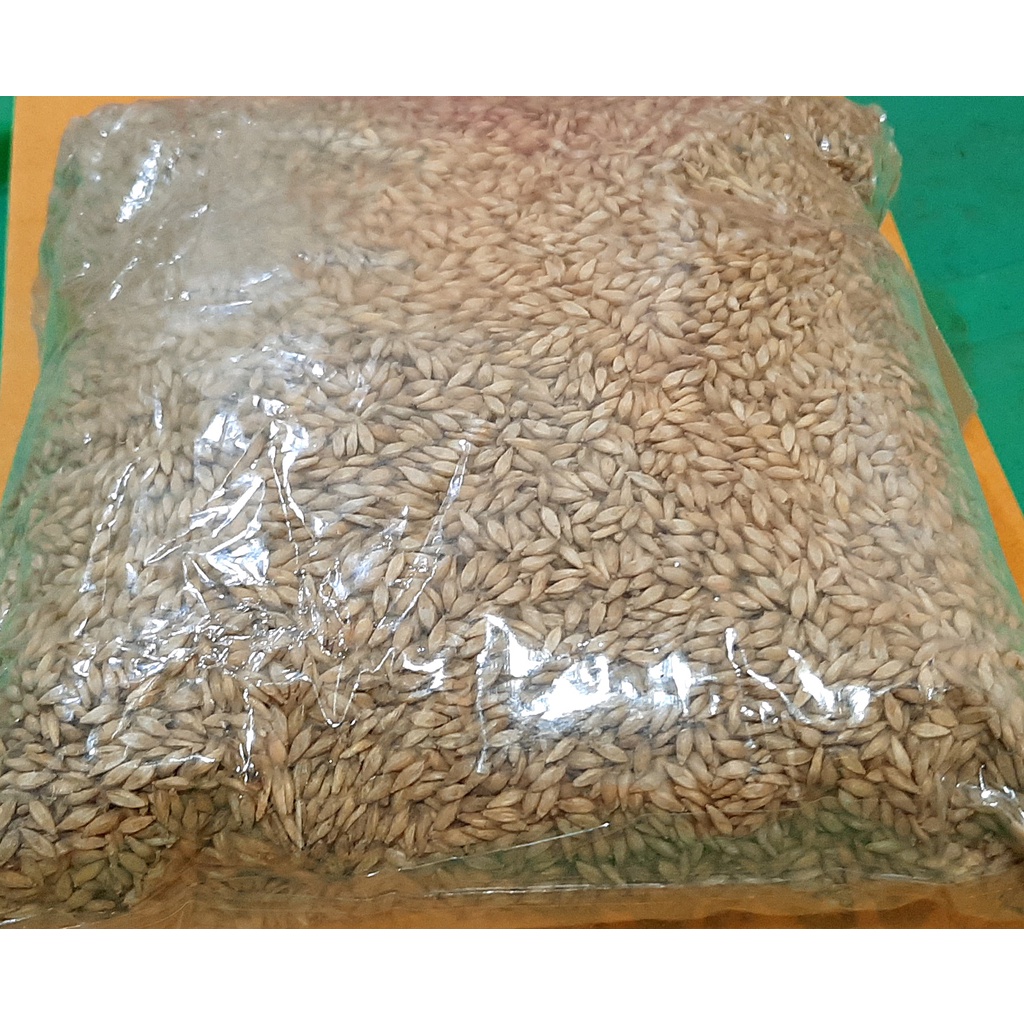 ขายส่ง เมล็ดพันธุ์หญ้ารูซี่ Ruzi Grass หญ้าพันธุ์รูซี่ Brachiaria ruziziensis หญ้าคองโก้ Manila Gras