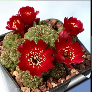 Sulcorebutia pasopayana  ซันคอรีบูเทีย​ รีบูเทีย