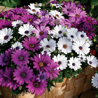 เมล็ดพันธุ์ เดซี่แอฟริกา คละสี 20 เมล็ด Mixed African Daisy (Osteospermum) เมล็ดพันธุ์แท้ นำเข้าจากต่างประเทศ โตไว