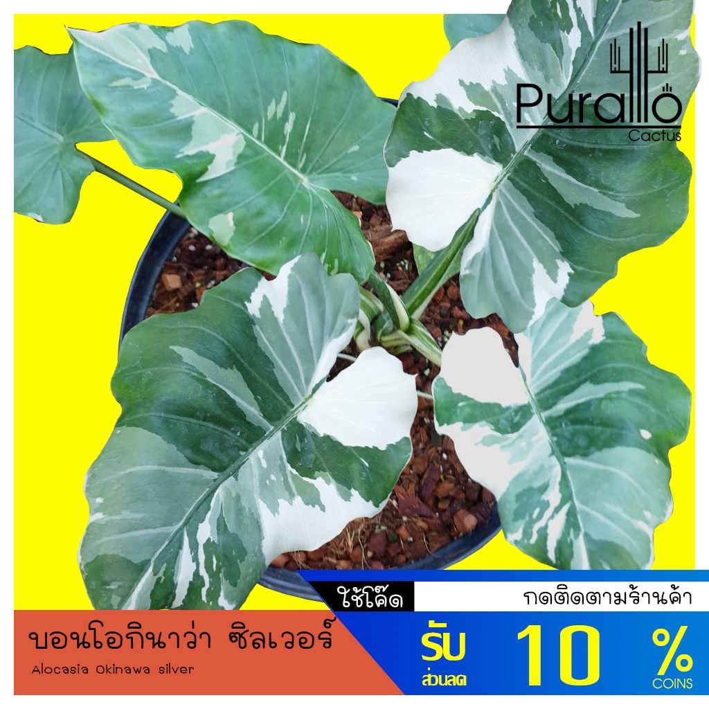 บอน อโลคาเซีย โอกินาว่า ซิลเวอร์ Alocasia Alocasia Okinawa silver #Alocasia #ไม้ด่าง #variegated