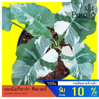 บอน อโลคาเซีย โอกินาว่า ซิลเวอร์ (ไม้หน่อ) Alocasia Alocasia Okinawa silver #Alocasia #ไม้ด่าง #variegated