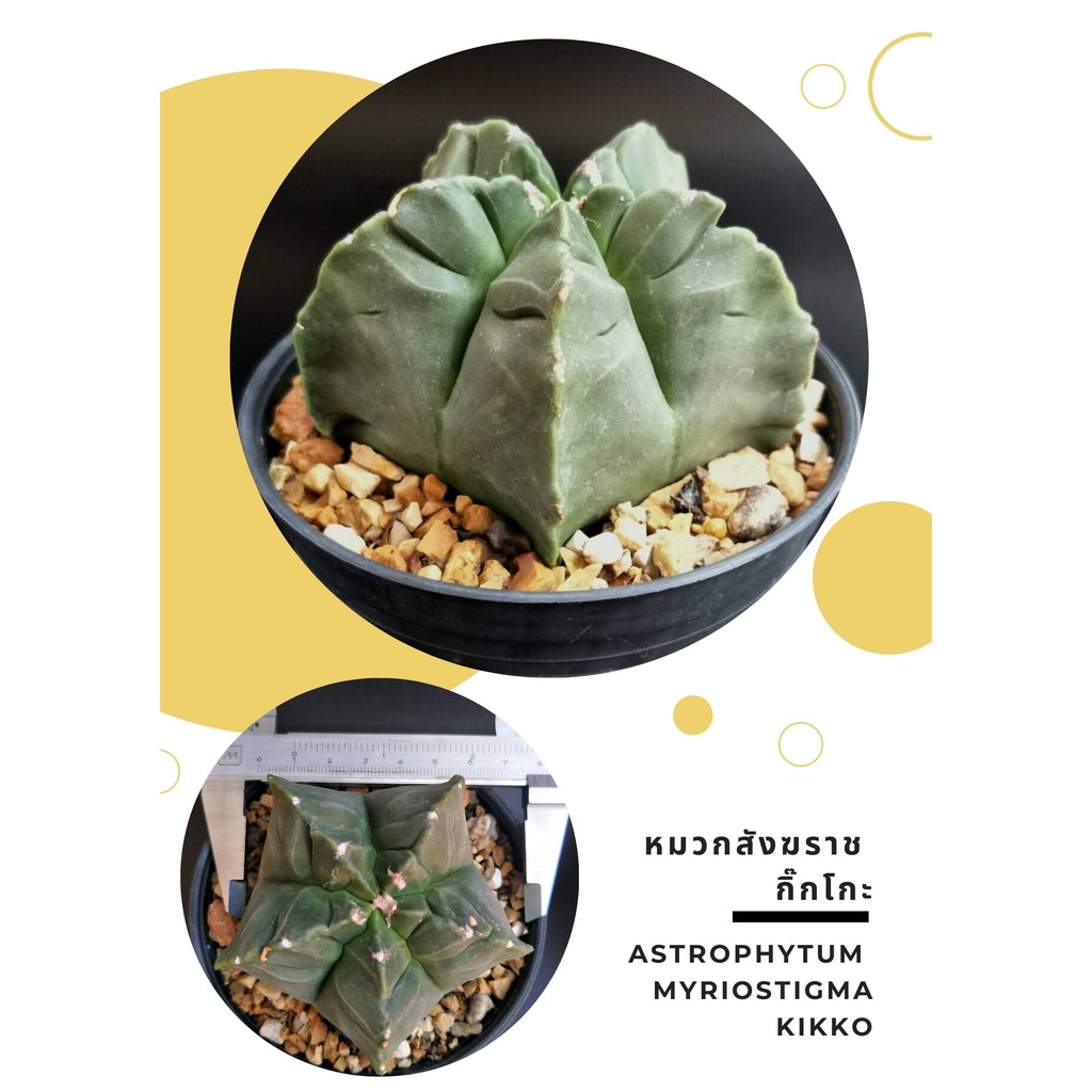 แคคตัส กระบองเพชร หมวกสังฆราช (แอสโตรไฟตัม ไมริโอสติกมา กิ๊กโก๊ะ) Astrophytum myriostigma Kikko