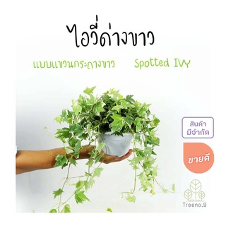 Treeno.9  T28 ไอวี่ด่างขาว แบบแขวนกระถางเหลือง (Spotted IVY) กระถาง 6 นิ้ว สูง 10-20 ฟูสวยมาก ไม้เรื่อยพุ่มน่ารัก