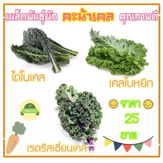 เมล็ดพันธุ์ คะน้าเคล  เคลใบหงิก เคลไดโนเสาร์ เคลเรสรัสเชี่ยน เคลราชินีแห่งผักใบเขียว เมล็ดพันธุ์แท้ นำเข้าจากต่างประเทศ