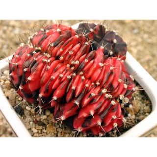 Gymnocalycium mihanovichii 20เมล็ด.-99