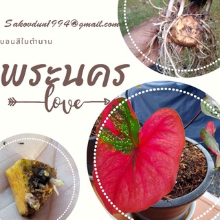 พระนคร บอนสีแท้ 100%