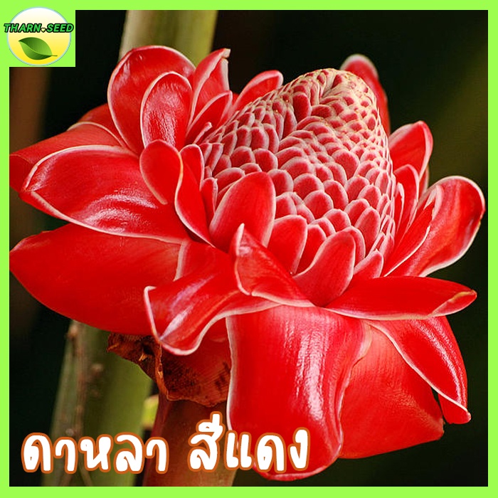 ต้นดาหลาแดงชมพู ขายเป็นหน่อ ดาหลาทิวลิป torch ginger ต้นดาหลา