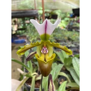 กล้วยไม้รองเท้านารีสไปเซอเรียนั่ม Paphiopedilum spicerianum