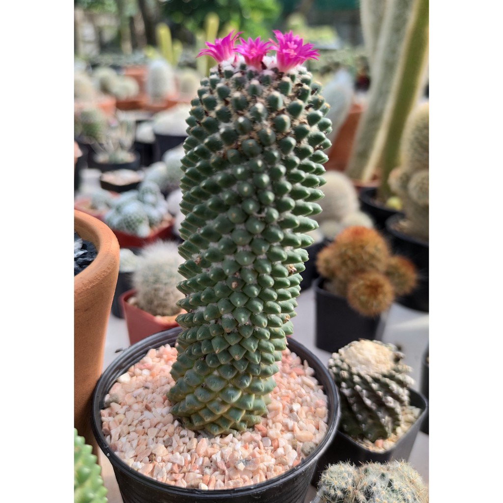 แคคตัส กระบองเพชร แมมเฮเลน (Mammillaria Vagaspina Helen) ขนาด 2 ซม (กว้าง)  | Shopee Thailand