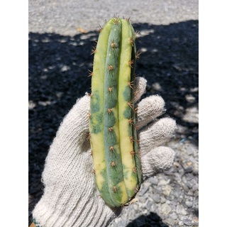 3-​ พาคานอยด่าง Trichocereus pachanoi variegated​ Echinopsis พาชานอย พาคานอย พาชานอยด่าง Cactus แคคตัส กระบองเพชร ตอด่าง