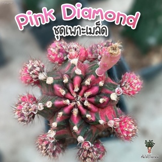 ชุดเพาะเมล็ด 🌸Pink Diamond 🌸(LB2178 x PDM) 🌵กระบองเพชร/แคคตัส 🌵