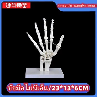 【กรุงเทพพร้อมส่ง】1:1 Lifesize Hand Joint Anatomical Skeleton Model Medical Anatomy Study Tool Human Body Model