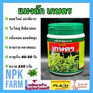 แมงลัก เกษตร 250 กรัม ต้นเเข็งเเรง แตกเเขนงมาก ใบใหญ่สีเขียวอ่อน กลิ่นหอม ยอดอวบใหญ่ น้ำหนักดี ปลูกได้ตลอดปี