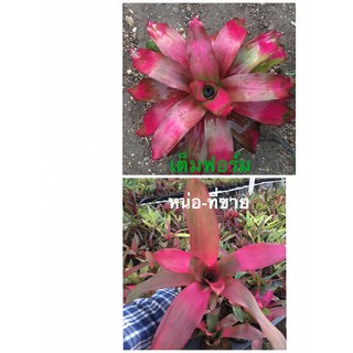 หน่อสับปะรดสี-Neo Shocking Pink  หายากมาก #bromeliad# ต้นไม้สวยงาม# ไม้ประดับ# ตกแต่งสวน# ปลูกตกแต่งบ้าน# ไม้มงคล