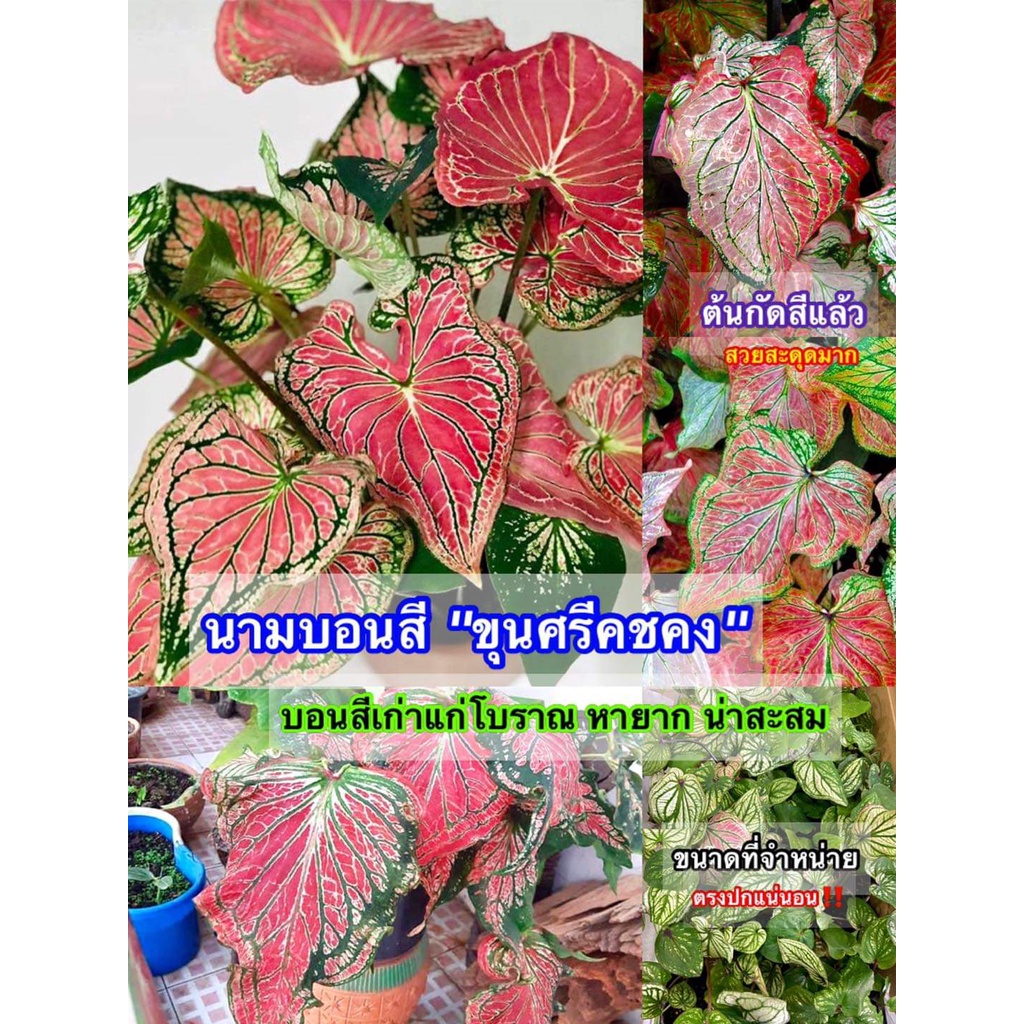 (1ต้น)(ขาย ต้นพันธุ์) ต้น บอนสีไกรทองประเสริฐ บอนสีขุนศรีคชคง ไกรทองประเสริฐ ขุนศรีคชคง บอนสี ต้นบอน