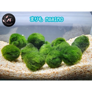 Marimo มาริโมะ มอสบอล สาหร่ายนำโชคญี่ปุ่น มอส สาหร่ายตกแต่งตู้ปลา ขนาด 2 - 3 cm. Moss ball