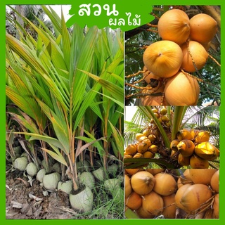 มะพร้าวไฟ ของดีที่แม่แนะนำ มะพร้าวห้าว ขายทั้งเป็นลูก และปอกเปลือกเก็บสด