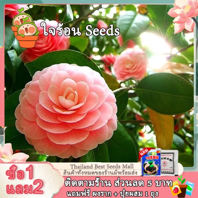 200 เมล็ด ดอกเทียนไทย Double Camellia Impatiens Balsamina  เมล็ดดอกไม้ ไม้ประดับ กล้วยไม้ พันธุ์ไม้หายาก พันธุ์ไม้ดอก
