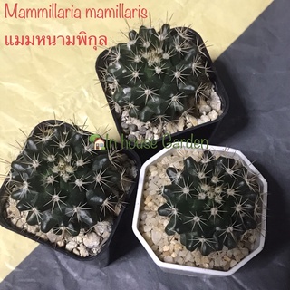 แมมหนามพิกุล Mammillaria mammillaris ส่งทั้งกระถาง