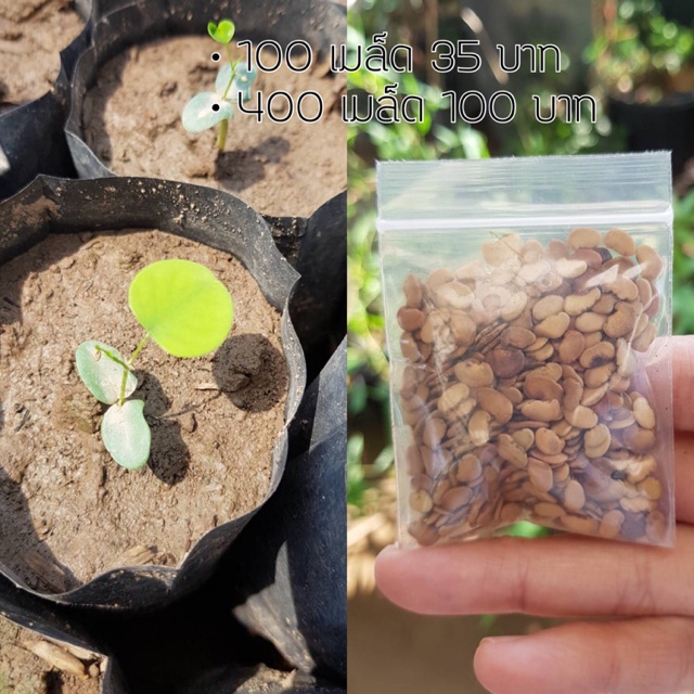 🌿🌿🌿 เมล็ดพันธุ์ พยุง พยุงไทย ต้นพะยูงไทย(พะยูงป่า)🌿🌿🌿