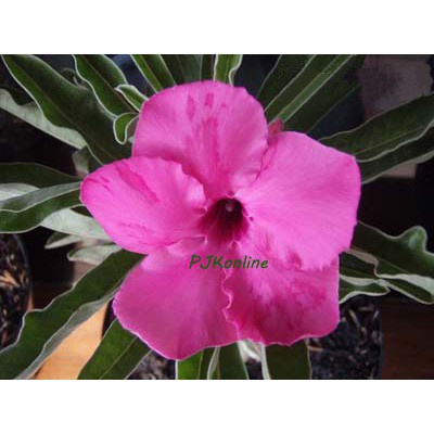 shocking pink ช็อคกิ้งพิงค์ adenium swazicum ดอกชั้นเดียว ไม้เก่าหายาก