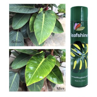 สเปรย์ฉีดเคลือบเงาใบไม้ ใบมันสวยงาม LeafShine