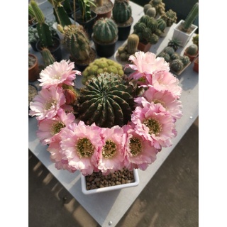 กระบองเพชร Cactus หน่อเด็ดสด อิชินอปซิส echinopsis รหัส ROKOKO ขนาดหน่อ 2 - 3 ซม.