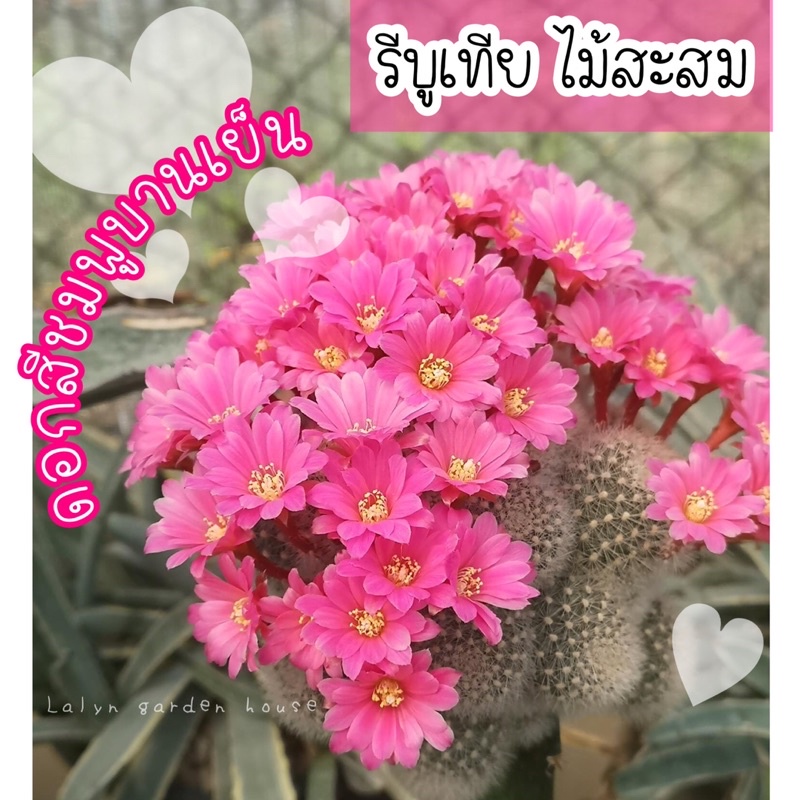 รีบูเทียดอกชมพูเข้ม บานเย็น หายากจริงๆค่ะ มีไม่มากนะคะ ท่านไหนไม่มีสีนี้ สะสมด่วน