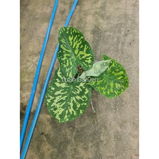 บอนเสือพราน บอนสีใบใหญ่♻️Colocasia ‘Hilo Beauty’♻️