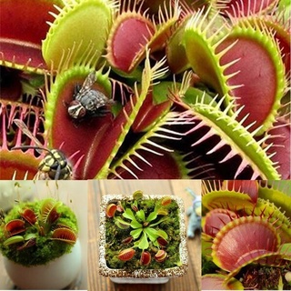 ปลูกง่าย ปลูกได้ทั่วไทย 50 PCS Rare Insectivorous Plant Mini Venus Flytrap Seeds Bonsai Interesting Flower Seeds