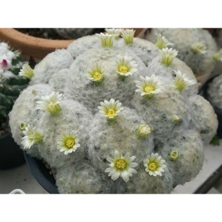 เมล็ดเก็บสด Mammillaria plumosa ดอกสีขาว 25 เมล็ด 100 บาท