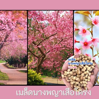 เมล็ดพันธุ์ เมล็ดดอกนางพญาเสือโคร่ง 100 เมล็ด ดอกซากุระเมืองไทย คัดเมล็ดที่สมบูรณ์ อัตราการงอกสูง
